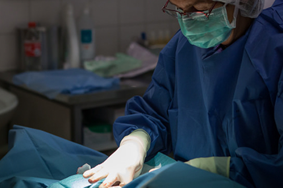 Veterinär utför operation.